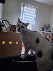 2 Kater Brüder, gechipt, geimpft, kastriert,