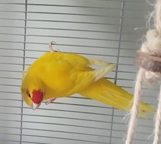 Ziegensittichhahn MANGO sucht zuhause