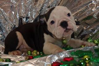 Englische Bulldoggen, Wir haben wieder Welpen abzugeben. Weihnachts Knutsch Kug