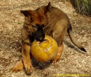 Altdeutsche Schäferhundwelpen -Ostlinie-