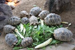 3, 6 Sternschildkröten Geochelone elegans auch Einzelabgabe