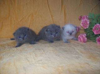 BKH-Kitten mit Papiere