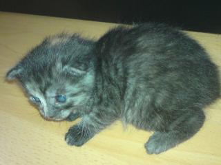 Eine 2 monate junge baby katze zu verkaufen