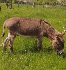 Eselhengst Linus 6 Jahre