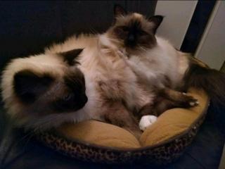Zwei Heilige Birma Kater