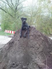 Suche dringend ein neues zuhause