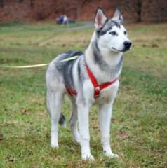 BON - männlich 10 Monate 57 cm 23 kg Husky Gechipt Nicht kastriert