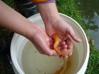 Suche kleinen wels