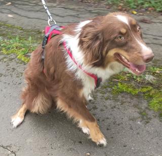 Australian Shepherd Hündin, 3 Jahre alt