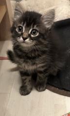 Süße verschmuste Britisch Kurzhaar, Britisch Langhaar und mix Kitten Katzenbabys aus liebevoller