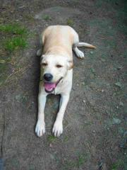 BLONDE LABRADOR JUNGHÜNDIN GÜNSTIG IN BESTE HÄNDE