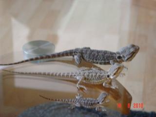 Bartagamen Baby s suchen ein neues Zuhause ab 7Euro - 25Euro