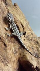 Bartagamen Baby s Pogona vitticeps abzugeben