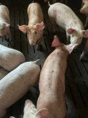 Schlachtschwein für Hausschlachtung