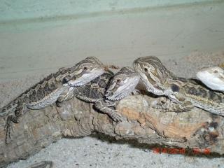 Bartagamenbabys