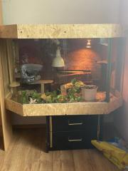 Kornatter mit Terrarium abzugeben