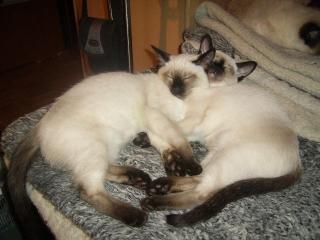 Kampfschmusser suchen neues Zuhause Siam-Mix-Kitten