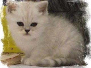2 Exotic Shorthair Jungs in Silver shaded