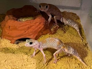 1. 1 Underwoodisuarus millii, HYPO, CB 2022, proven breeder, sofort zuchtbereit
