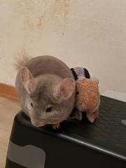 3 Chinchillas zu verschenken mit Gehege