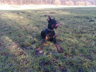 Dobermannhündin kupiert 1 jahr alt abzugeben