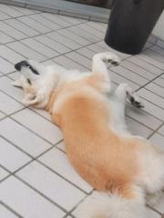 Japanische Akita inu