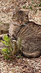 Kater seit 25. 08. 2023