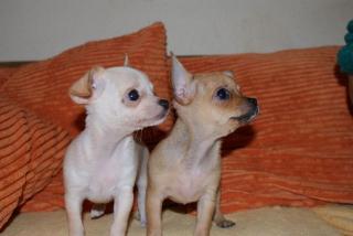 Chihuahua Welpen Mini