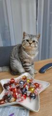 Deckkater BKH Mix