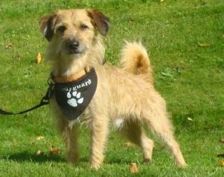 PIPO- wunderschoener lieber Wuschelhund sucht ein Zuhause