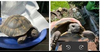 2 Griechische Landschildkröten, beide männlich, suchen ein neues artgerechtes Zuhause