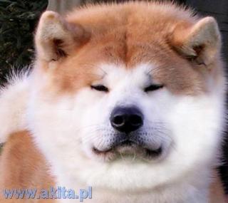 Akita Inu - FCI Welpen - Frühjahr 2021 - Eltern HD-frei, Augen OK