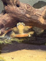 Wasserschildkröte Emydura subglobosa