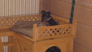 Zwergpinscher-Welpen