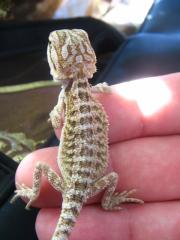 3 Farbagamen Weibchen het. hypo het. translucent