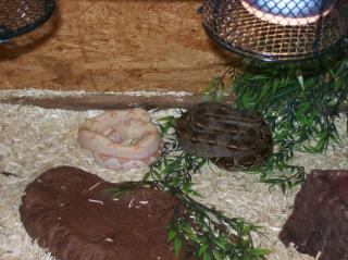 1. 0 Boa Constrictor Mix abzugeben eigene Nachzucht aus 2021