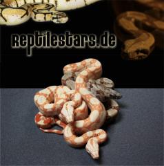 Biete Boas Sunglows, Albinos, DH Sunglows, Het Albinos, Guyana, Salmon