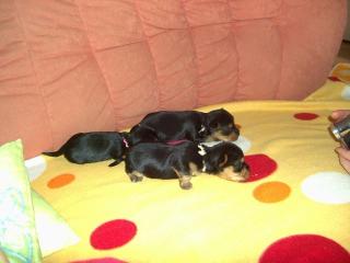 Yorkshire Terrier Welpen aus Hobbyzucht