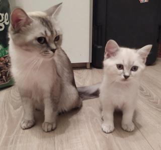 BKH Kitten