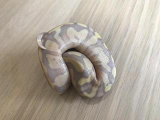 Bananna Pastel HDGW Granite Fader 50 het. Piebald male 7 Python regius