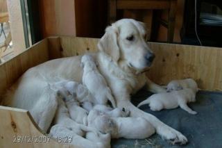 Goldenretrieverwelpen