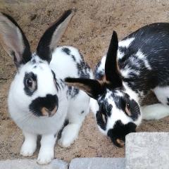 TIMMY und TOBY männlich 5 Monate Zwergkaninchen