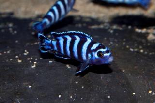 Biete pseudotropheus demansoni Buntbarsch Nachzucht