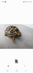3 griechische Landschildkröten