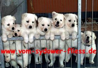 Wunderschöne reinrassige Weiße Schweizer Schäferhundwelpen aus einer wunderba