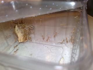 Biete Hierodula Membranacea Indische Riesengottesanbeterin an