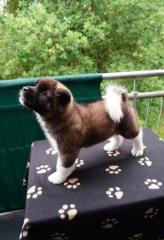 Amerikanische Akita-Welpen