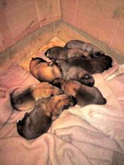 Malinois-Welpen