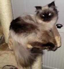 Decken einer Katze