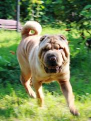 SHAR PEI